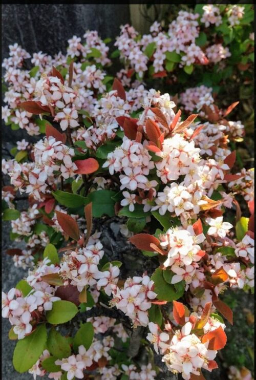 ヒメシャリンバイ