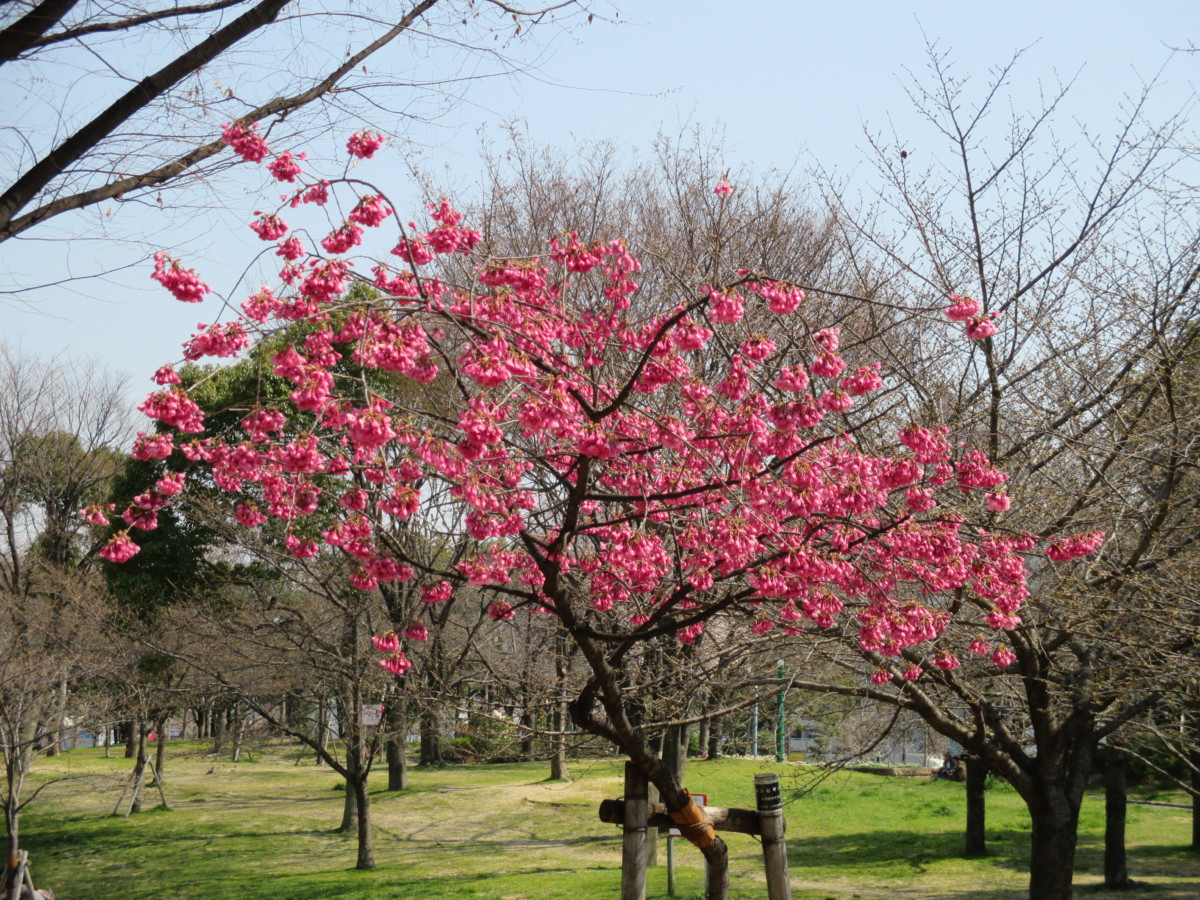 カンヒザクラ 八幡屋公園 八幡屋スポーツパークセンター